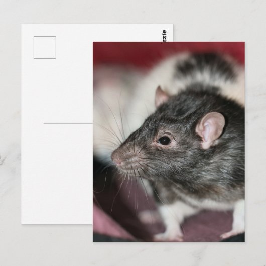 Rat Briefkaart (Voorkant / Achterkant)