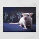 Rat Briefkaart (Voorkant)