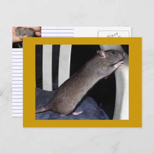 RAT BRIEFKAART (Voorkant / Achterkant)