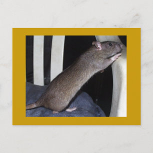 RAT BRIEFKAART