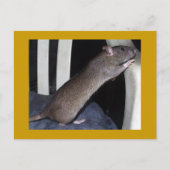 RAT BRIEFKAART (Voorkant)
