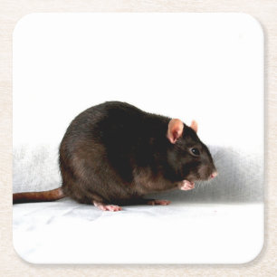 Rat coastercn kartonnen onderzetters