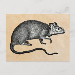 Rat Halloween  Briefkaart