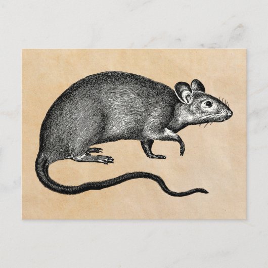 Rat Halloween  Briefkaart (Voorkant)