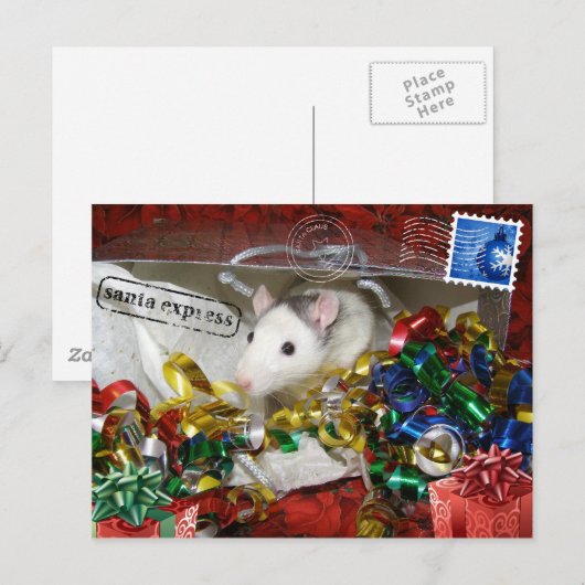 Rat in een Briefkaart (Voorkant / Achterkant)