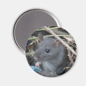 Rat in een gat Magnet (Voorkant / Achterkant)