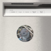 Rat in een gat Magnet (Insitu (Vaatwasser))
