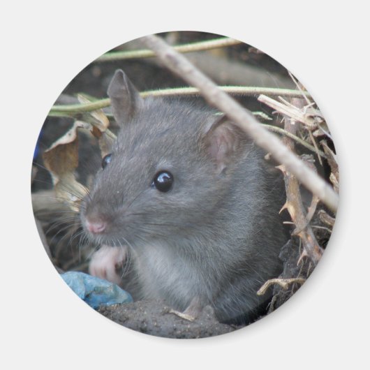 Rat in een gat Magnet (Voorkant)