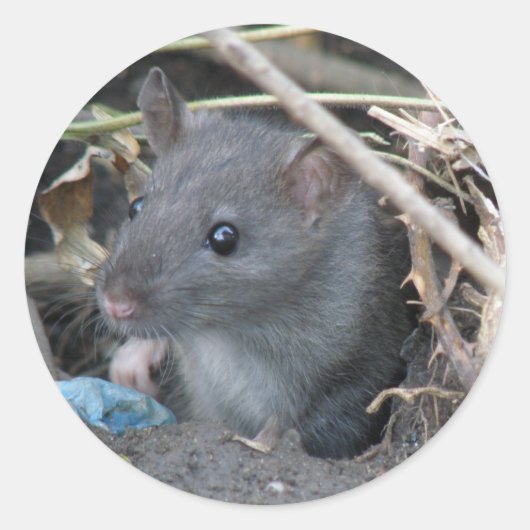 Rat in een gat sticker (Voorkant)