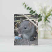 Rat in een hol Briefkaart (Staand voorkant)