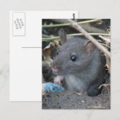 Rat in een hol Briefkaart (Voorkant / Achterkant)