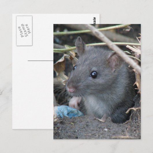 Rat in een hol Briefkaart (Voorkant / Achterkant)