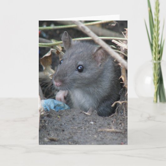 Rat in een hol Wenskaart Kaart (Voorkant)