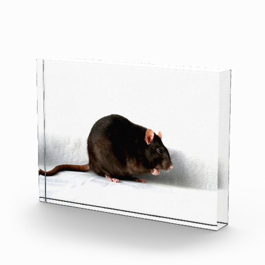 Rat pbcn fotoblokken (Rechts)