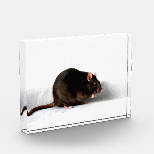 Rat pbcn fotoblokken (Links)