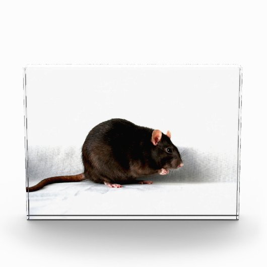 Rat pbcna fotoblokken (Voorkant)