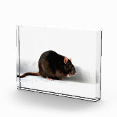 Rat pbcna fotoblokken (Rechts)