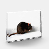 Rat pbcna fotoblokken (Links)