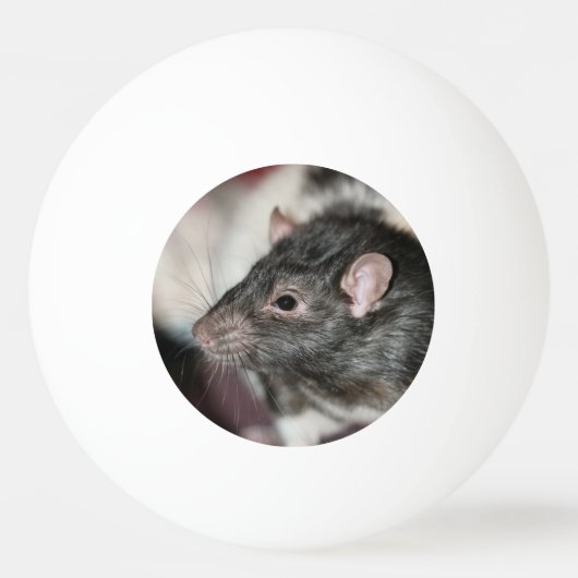 Rat Pingpongbal (Voorkant)