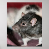 Rat Poster (Voorkant)