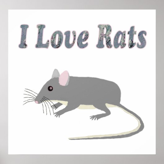 Rat Poster (Voorkant)