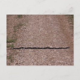 Rat Snake Briefkaart
