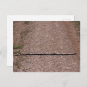 Rat Snake Briefkaart (Voorkant / Achterkant)