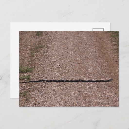 Rat Snake Briefkaart (Voorkant / Achterkant)