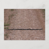 Rat Snake Briefkaart (Voorkant)