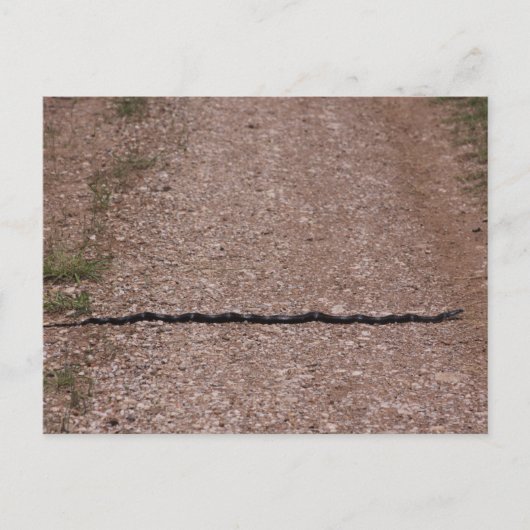 Rat Snake Briefkaart (Voorkant)