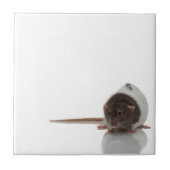 Rat Tegeltje (Voorkant)