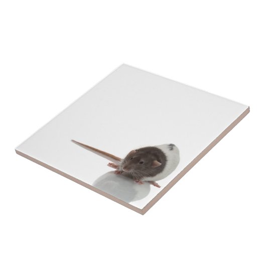 Rat Tegeltje (Zijkant)