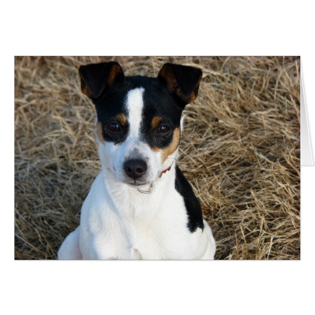 Rat Terrier (Voorkant Horizontaal)
