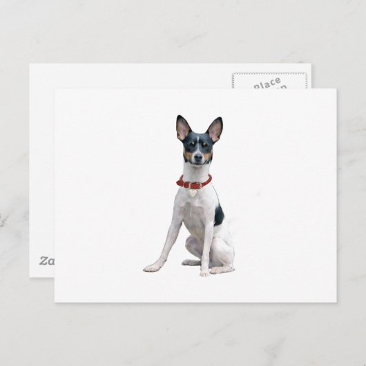 Rat Terrier (A) Briefkaart (Voorkant / Achterkant)