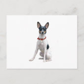 Rat Terrier (A) Briefkaart (Voorkant)