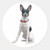 Rat Terrier (A) Ronde Sticker (Voorkant)