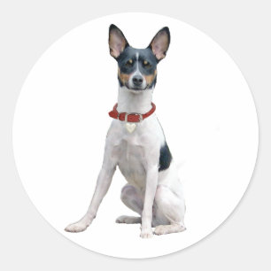 Rat Terrier (A) Ronde Sticker