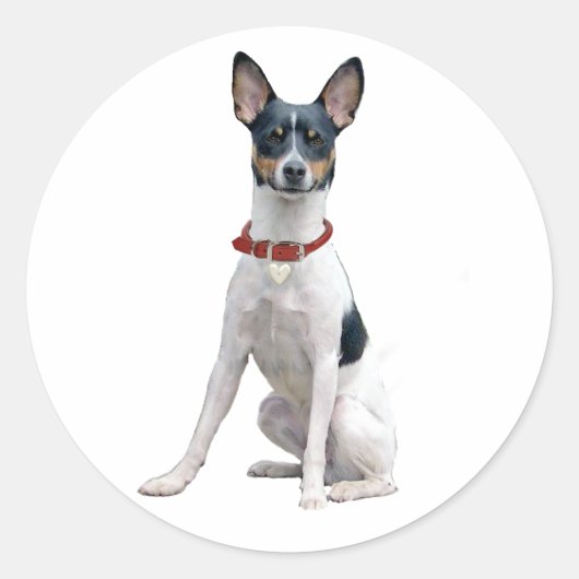 Rat Terrier (A) Ronde Sticker (Voorkant)