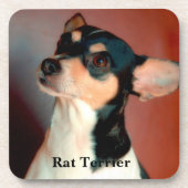 Rat Terrier Bier Onderzetter (Voorkant)
