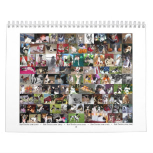 Rat Terrier Calendar Kalender