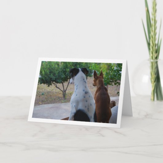 Rat Terrier en Miniature Pinscher Kaart (Voorkant)