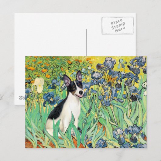 Rat Terrier - Irises Briefkaart (Voorkant / Achterkant)