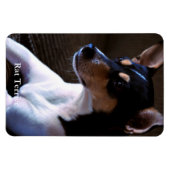 Rat Terrier Magneet (Horizontaal)