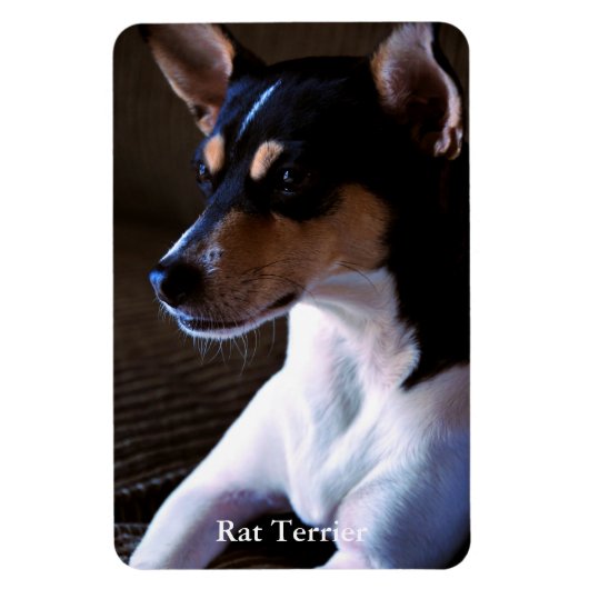 Rat Terrier Magneet (Verticaal)
