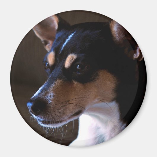 Rat Terrier Magneet 2, Kleur, Rond 3 Inches (Voorkant)