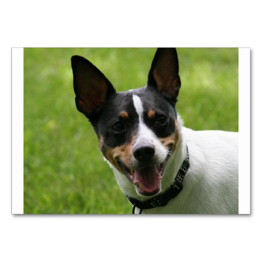 rat terrier.png kaart (Voorkant)
