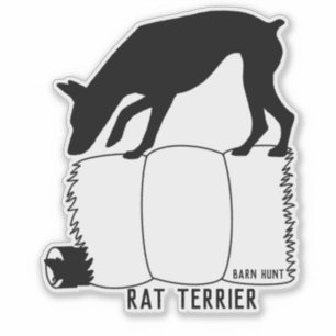 Rat terrier schuurjacht sticker