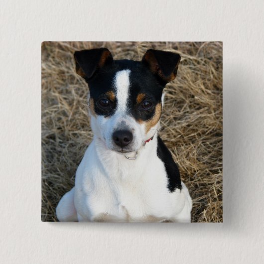 Rat Terrier Vierkante Button 5,1 Cm (Voorkant)