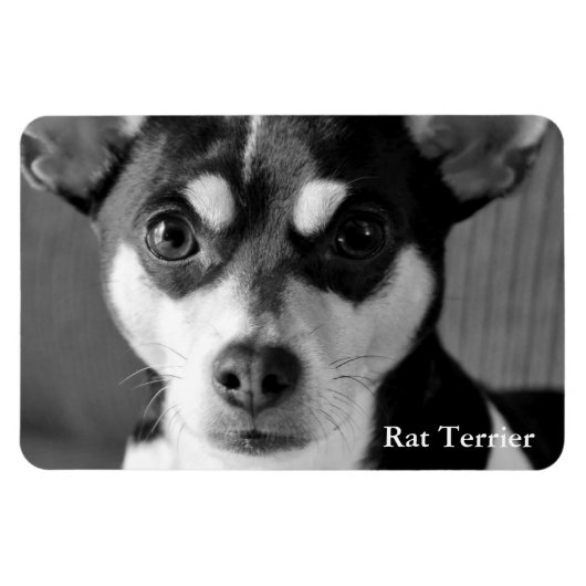 Rat Terrier, Zwart & Wit, Magneet (Horizontaal)