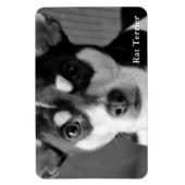 Rat Terrier, Zwart & Wit, Magneet (Verticaal)